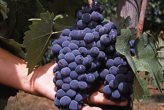 Rote Trauben an Rebe bei Gianfranco Soldera