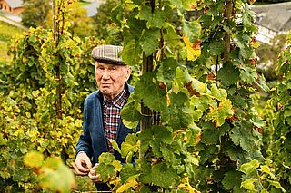 Stehender Mann zwischen Weinreben auf dem Weinfeld Martin Muellen Stehender Mann zwischen Weinreben auf dem Weinfeld Martin Muellen