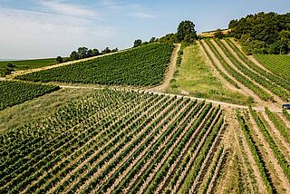 Riffel-vingårdens vingård Riffel-vingårdens vingård