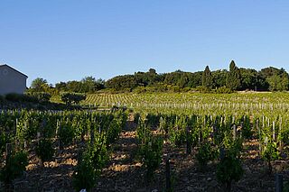 Weinfeld Clos des Papes