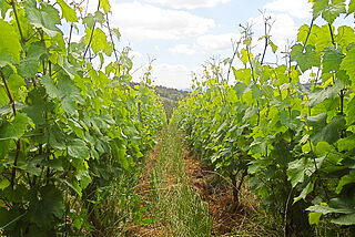 Weinberg Decelle et fils