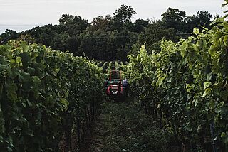 Ein Traktor fährt durch den Weinberg