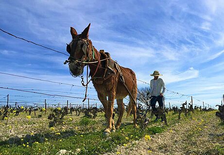 Der Winzer von Muchada-Leclapart auf dem Weinfeld mit einem Pferd