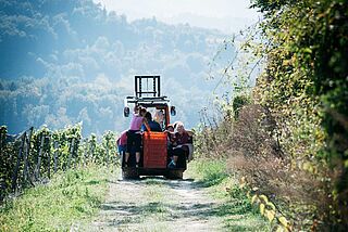 Weinberge von Tement
