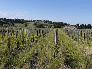 Weinfeld bei Gourt de Mautens