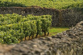 Barsac Weinfelder Barsac Weinfelder