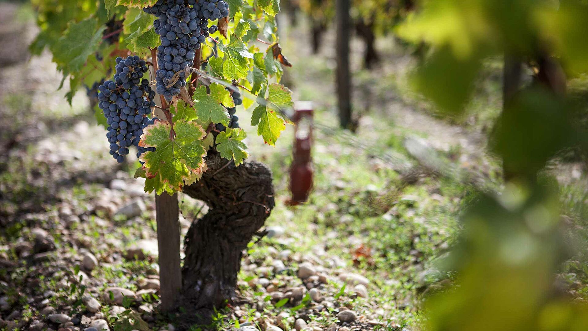Saint Estephe Weinrebe