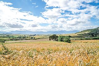 Weingut von Badenhorst