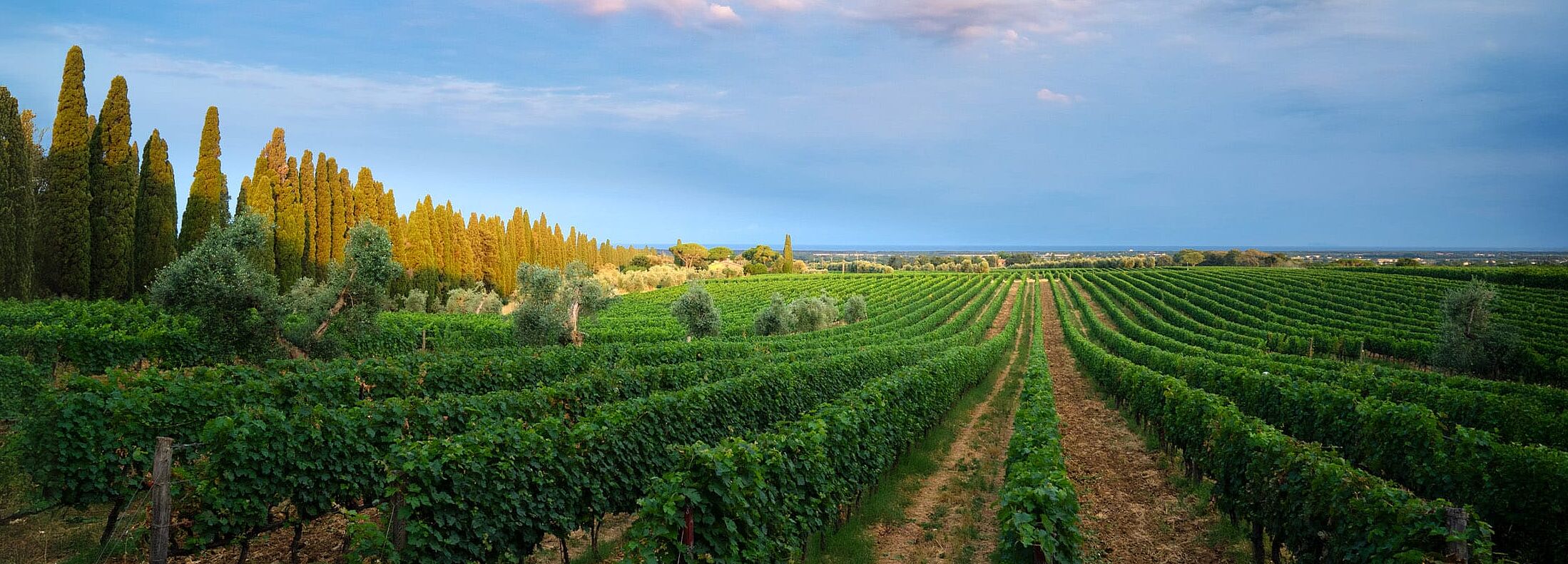 Bolgheri Weinberge