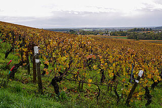 Weinstöcke von Bruno Lorenzon