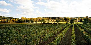 Trocard Monrepos Weinfeld