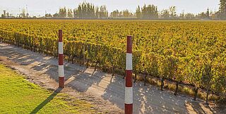 Vinmarker i nærheden af Venido Chadwick