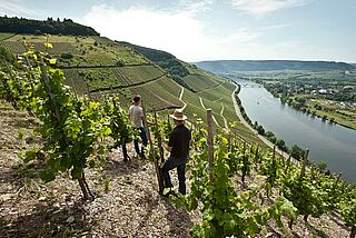 Weinberge von Carl Loewen Weinberge von Carl Loewen an der Mosel