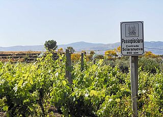 Weingut, Weinfeld Passopisciaro