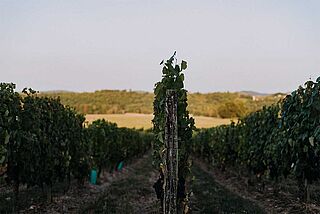 Weingarten der Domaine Berthoumieu Weingarten der Domaine Berthoumieu