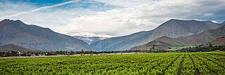 Weinfeld in Chile Berglandschaft