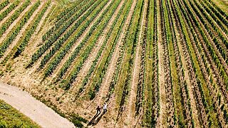 Weinfeld Rheinhessen Riffel