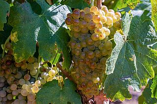 Roussanne-druer på vinstokken