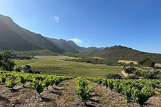 Das Weingut um Testalonga