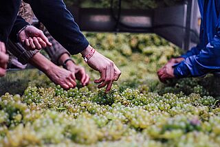 Weinlese bei Rudolf May in Franken