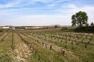 Clos Ibai Weinfelder Weinfeld Clos Ibai bei blauem Himmel
