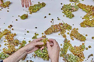 Trauben werden nach der Ernte von Hand sortiert
