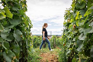 Vinbonde i vinmarken Jean-Marc Millot