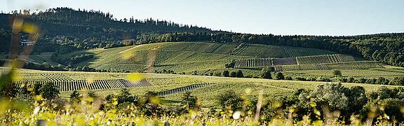 Rheingau Weinfeld