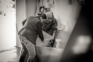 F.E. Trimbach Weinernte