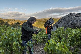 Winzer von Comando G bei der Arbeit