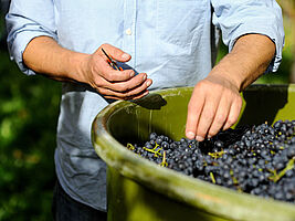 Top-Rebsorten in der Schweiz