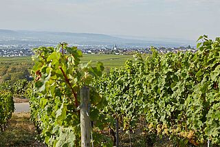 Weinberge vom Weingut Prinz Weinberge vom Weingut Prinz