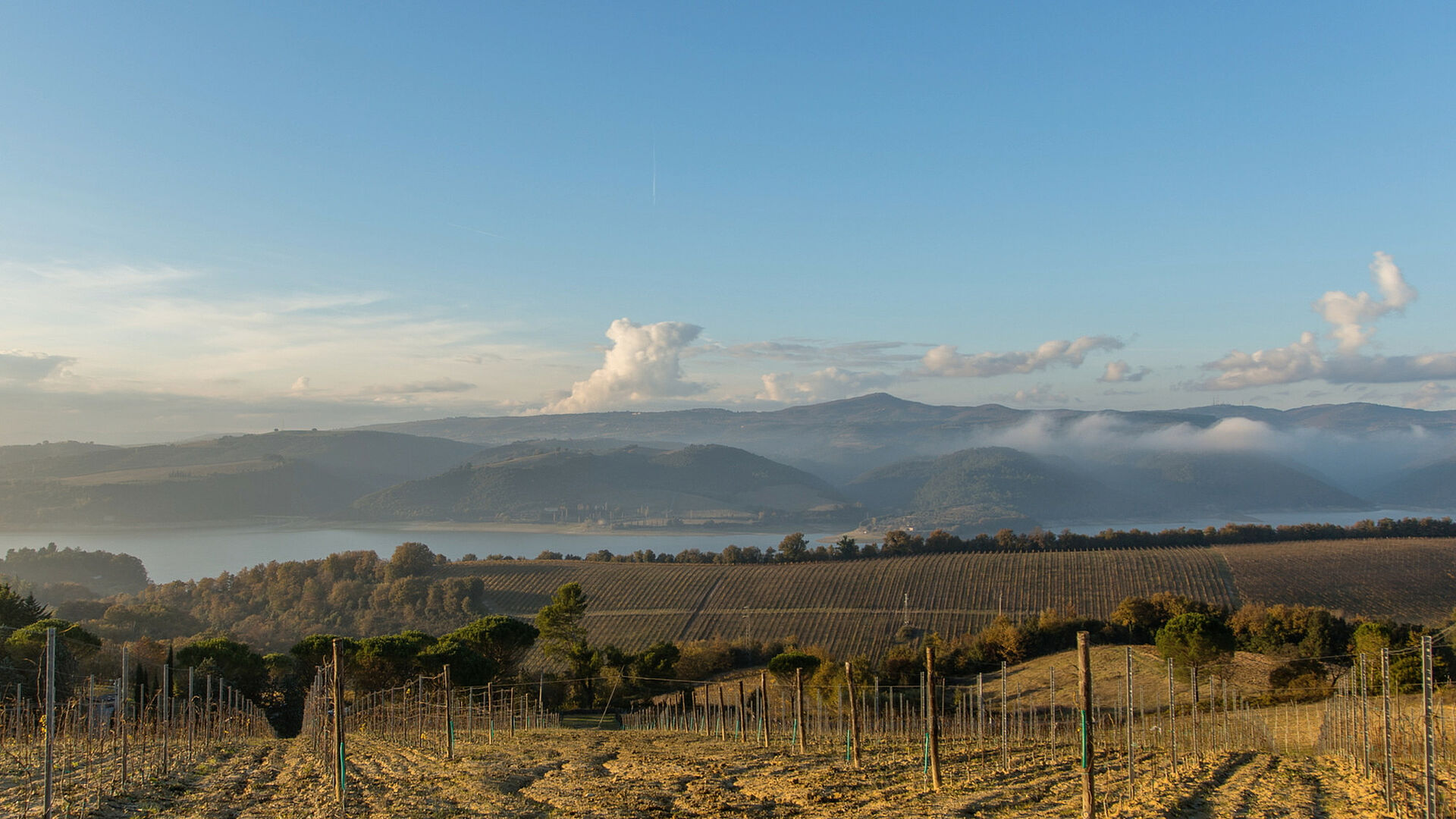 Weinberge mit Gebirge und Wolken am Horizont