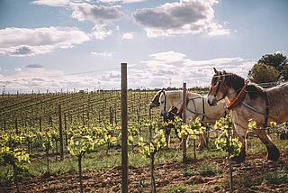 Arbeit mit Pferden beim Weingut Gramona