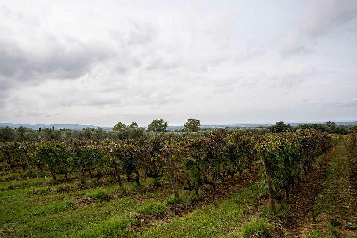 Tenuta Argentiera