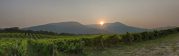 Weinfeld, Weinberge Libanon 