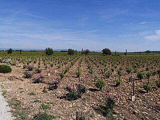 Blick auf ein Weinfeld