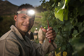 Arbejde om natten i Klein Constantias vingård