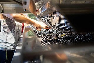 Lese bei Rings Lese bei Rings