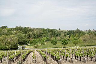 Weinfeld Grand Puy Lacoste