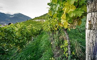 Weingut und Weinfeld Manni Nössing