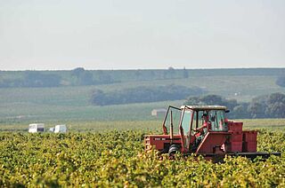 Bosquet des Papes, Weinlese, Weinfeld