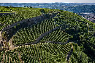 Weinfeld und Weinberge Guigal Weinfeld und Weinberge Guigal