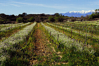 Vinmarker med bjerge i baggrunden