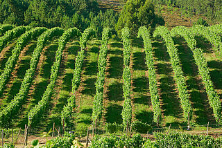 Weinberge von Terras Gauda
