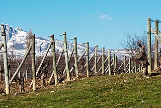 Weinberge der Bodegas Artadi de Laguardia