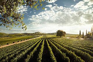 Weinfeld von Tenuta San Guid