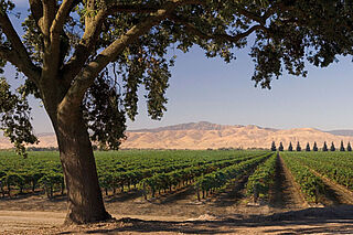 Weinland USA Weingut und Berglandschaft in den USA