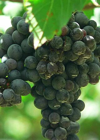 Weintrauben am Rebstock