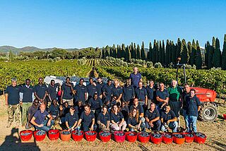 Castello di Bolgheri Weinernte